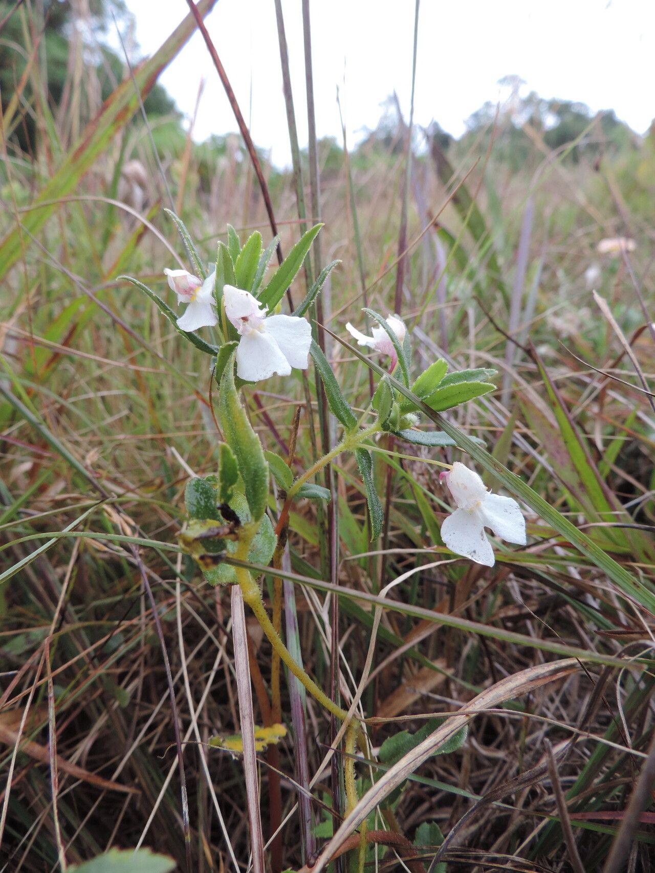 Impatiens assurgens flower