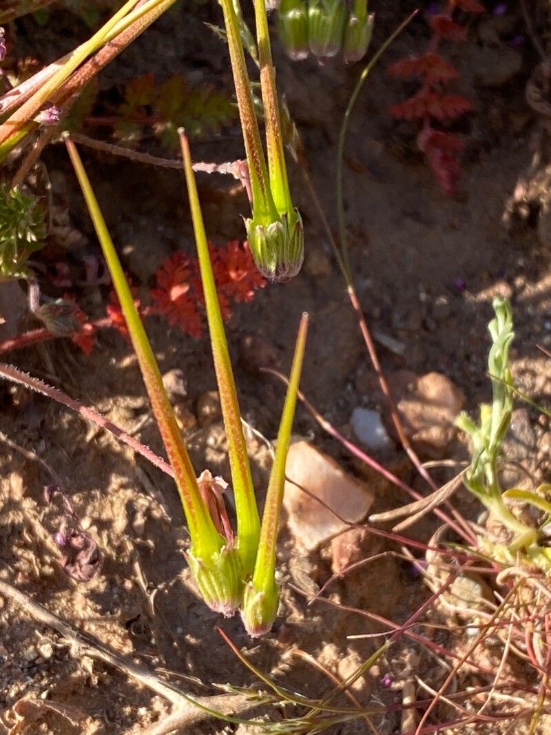 Erodium brachycarpum fruit