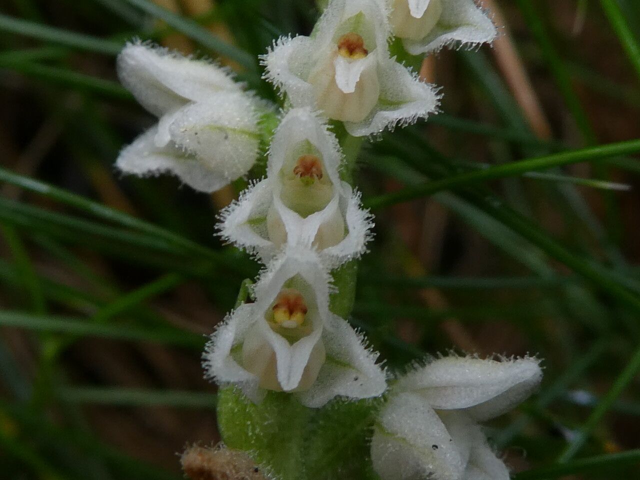 Goodyera repens flower