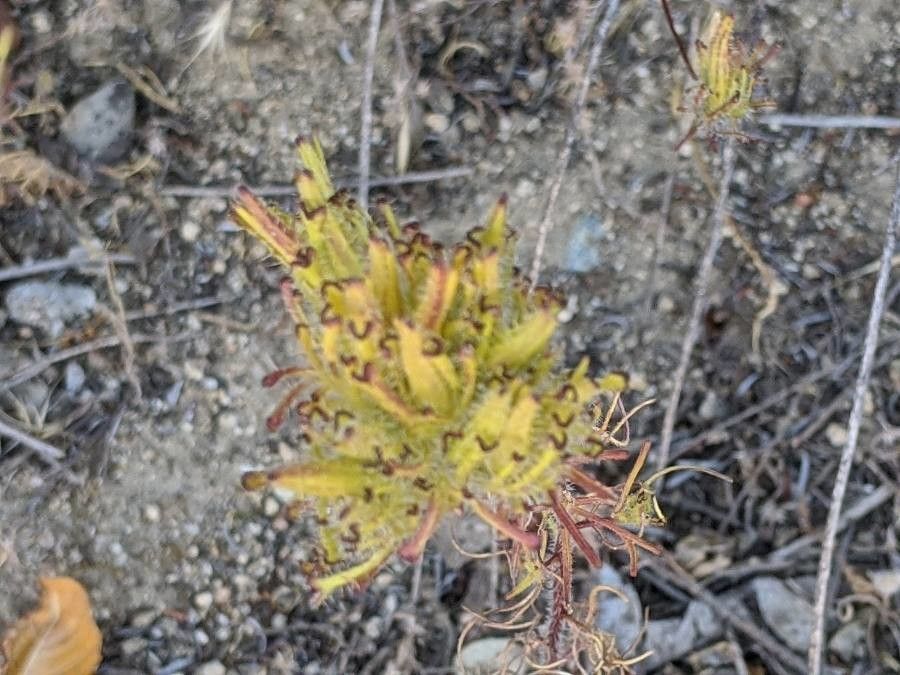 Cordylanthus rigidus flower