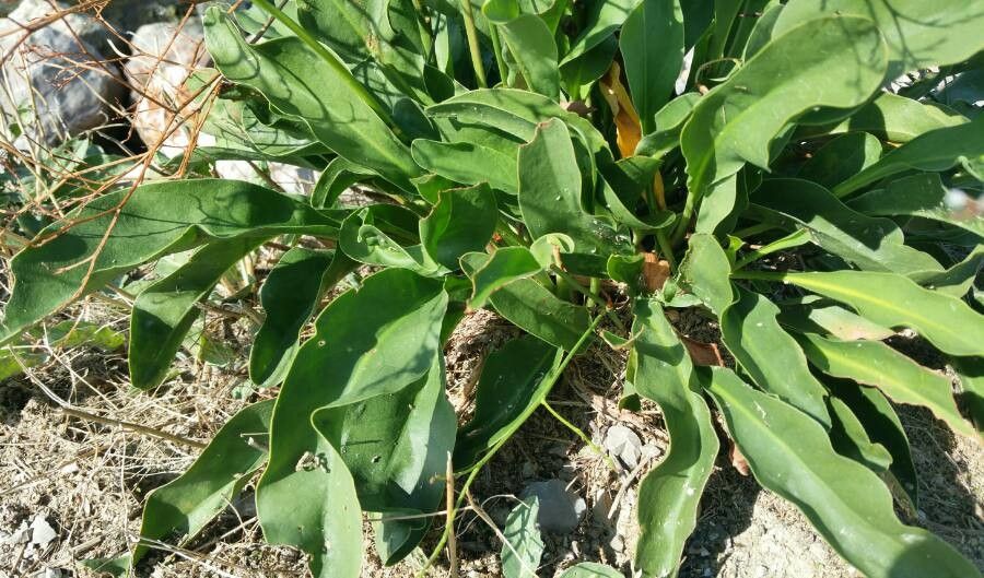 Limonium humile leaf