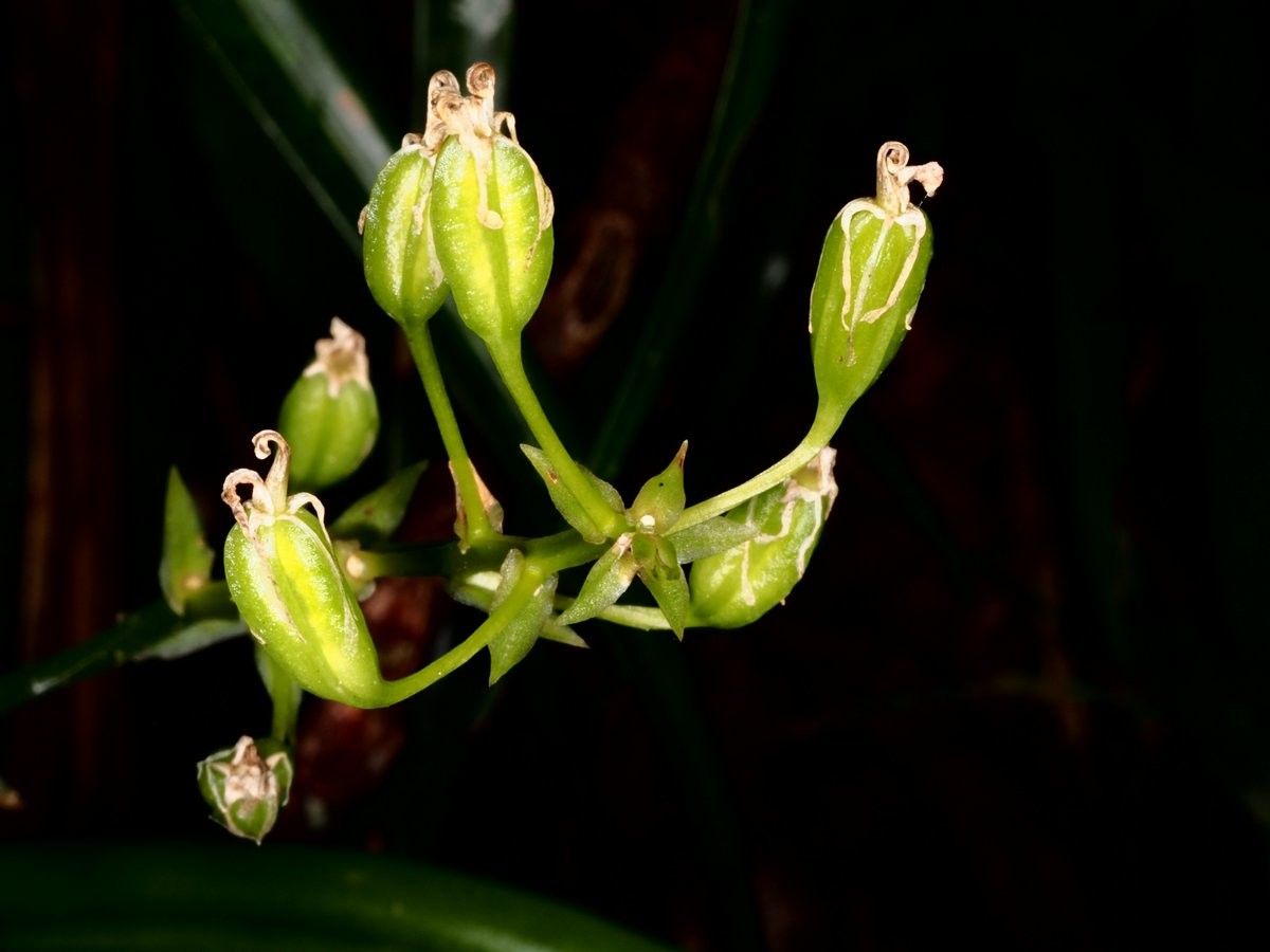 Liparis phalacrocorax fruit