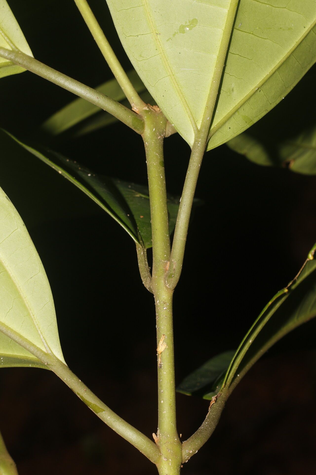Miconia hondurensis bark