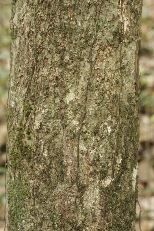 Pouteria ambelaniifolia — related species from the same genus