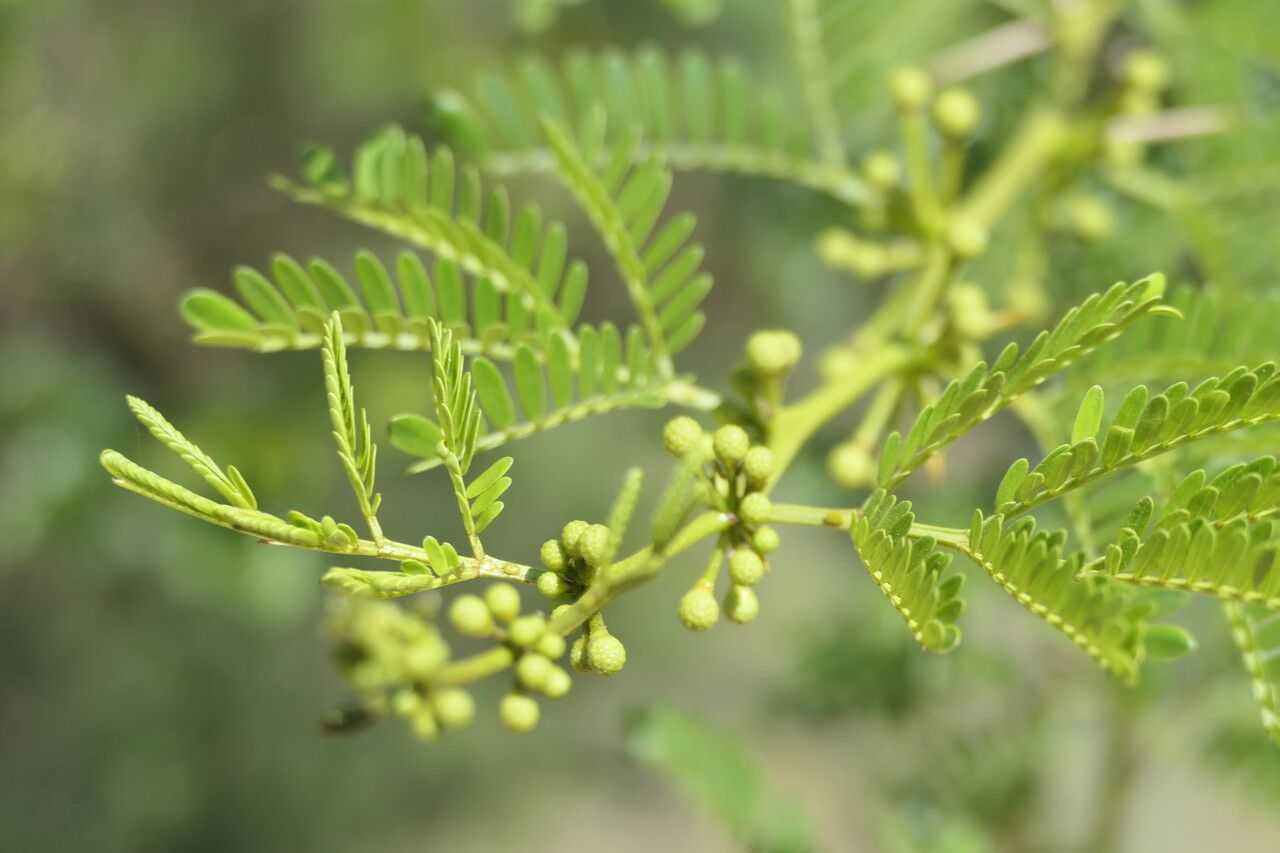 Acacia karroo flower