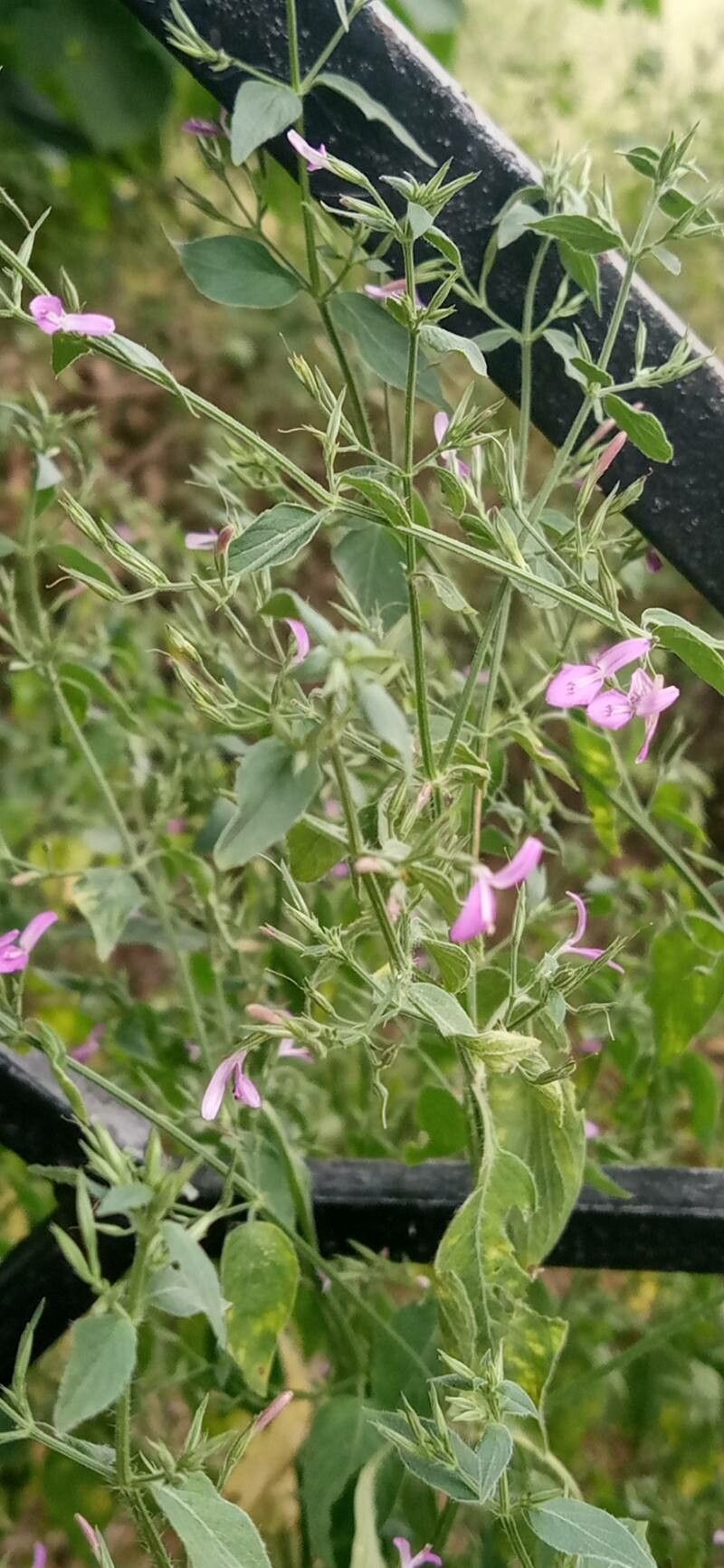 Dicliptera paniculata — houseplant care guide