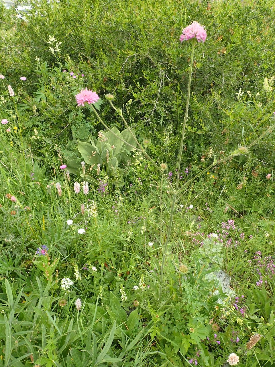 Knautia timeroyii habit