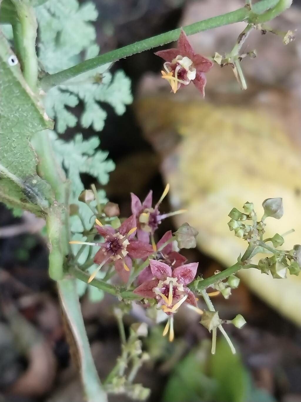 Ayenia aculeata — related species from the same genus