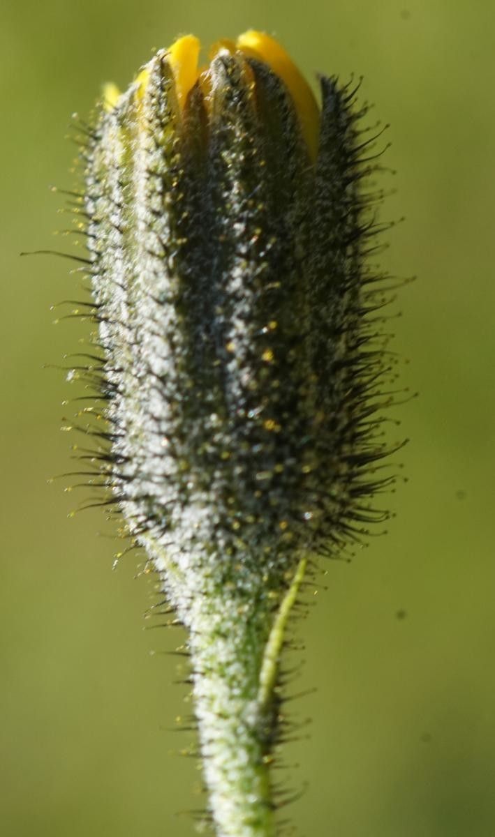 Hieracium cantalicum flower