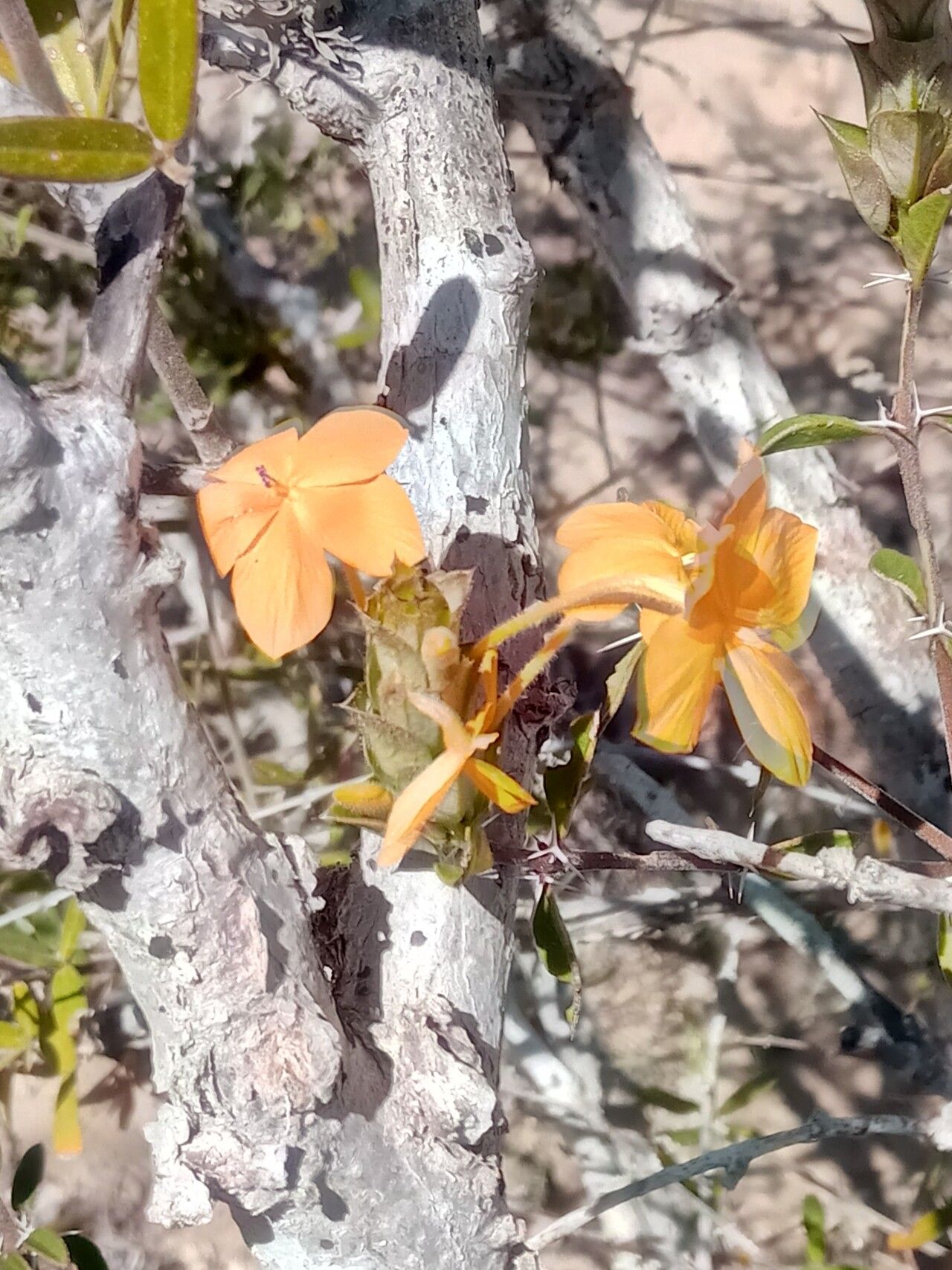 Barleria decaryi flower