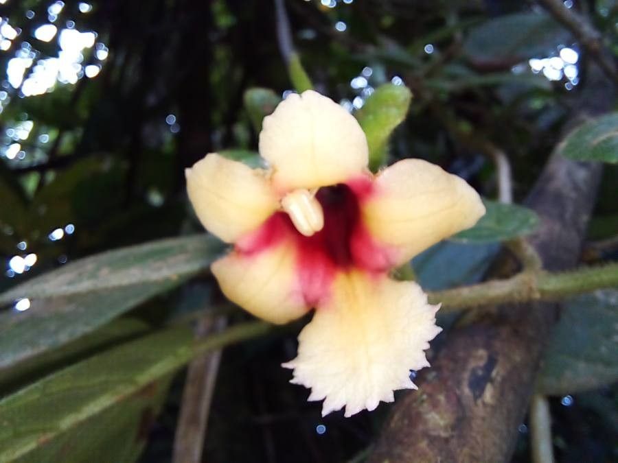 Drymonia alloplectoides flower