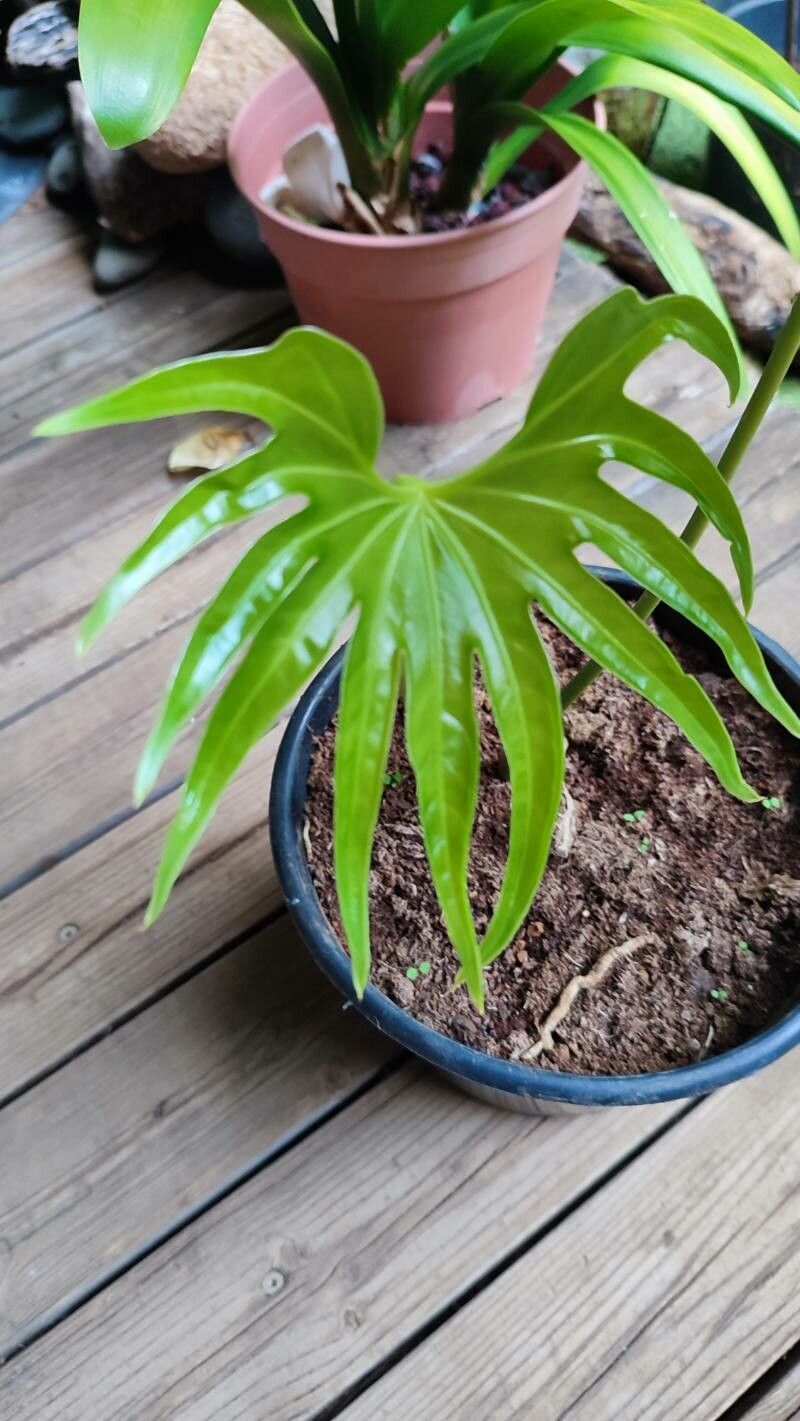 Anthurium pedatoradiatum leaf