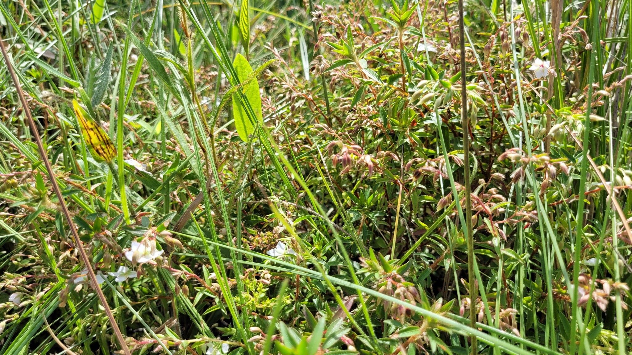 Sauvagesia rubiginosa — houseplant care guide