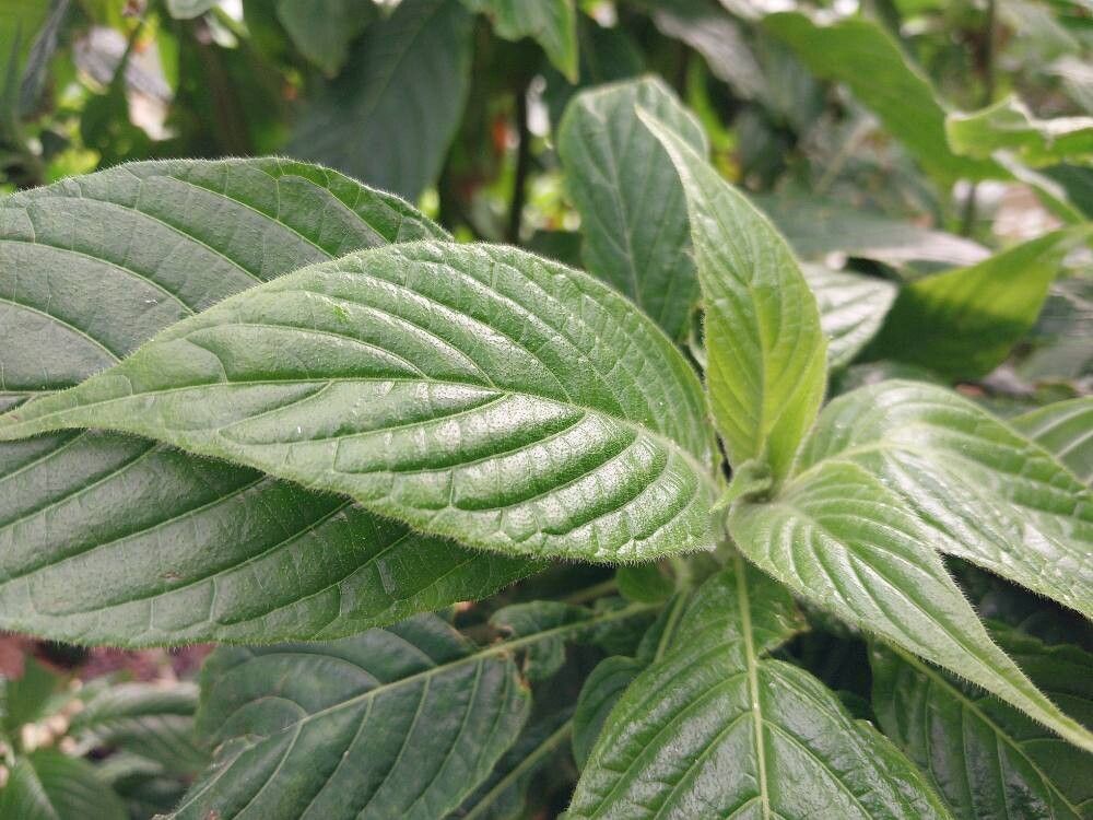 Pseuderanthemum velutinum leaf