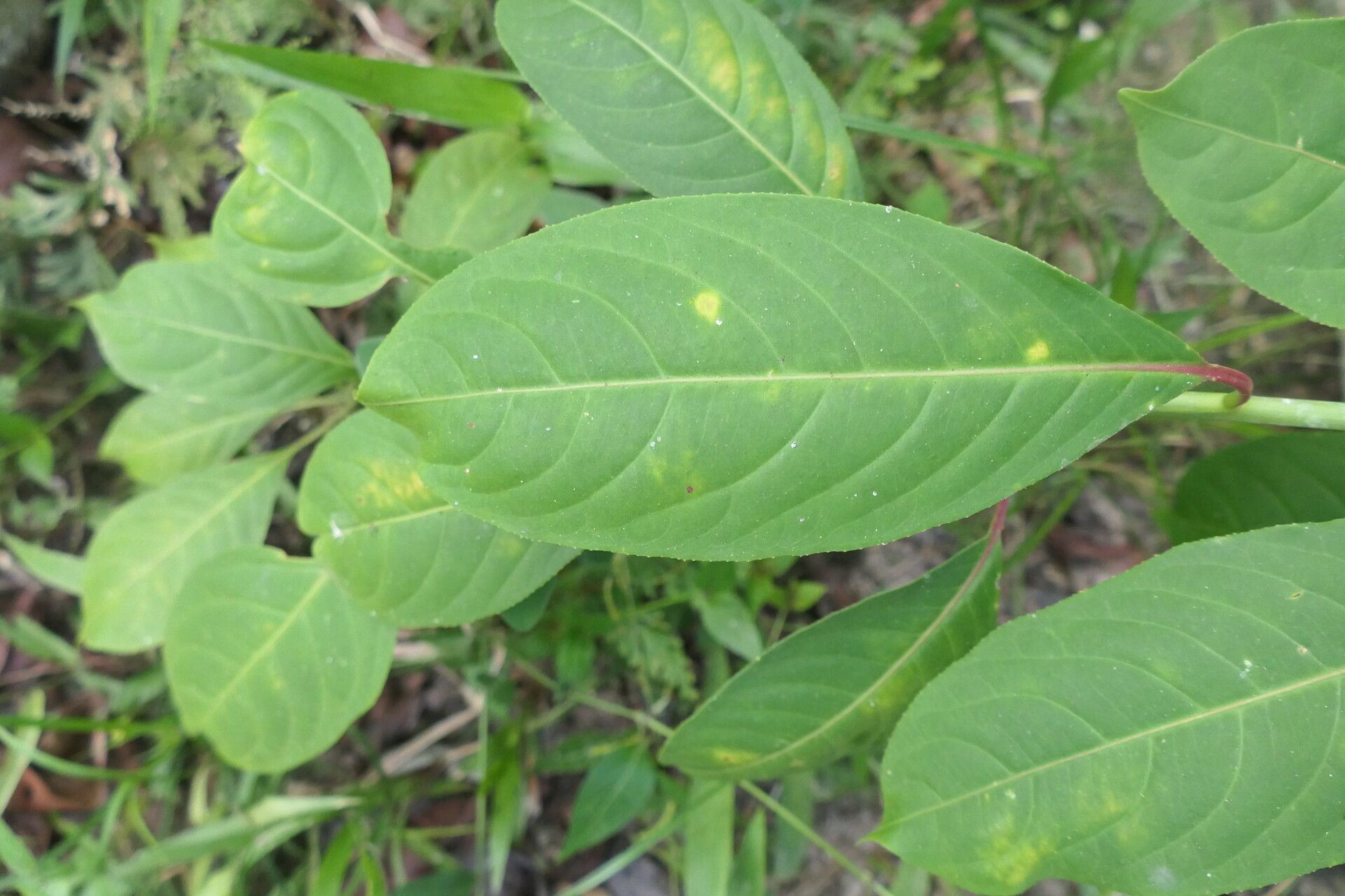 Sapium marmieri — houseplant care guide