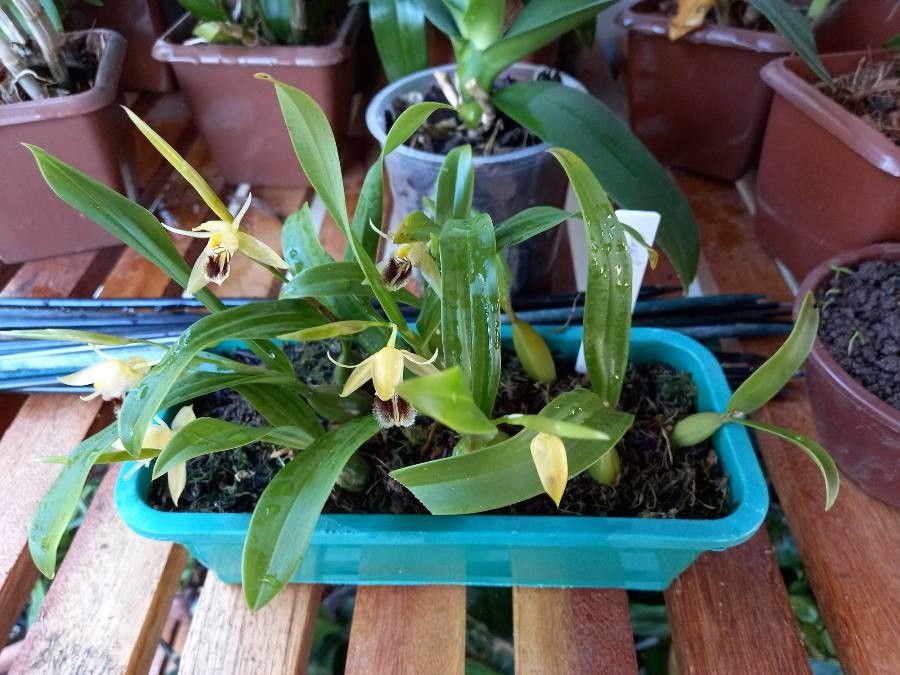 Coelogyne fimbriata — houseplant care guide