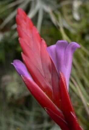 Tillandsia dura — houseplant care guide