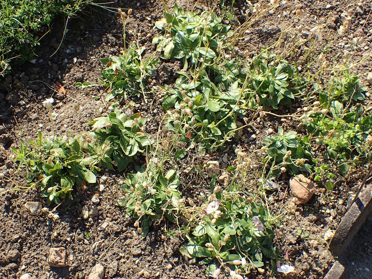 Silene zawadzkii habit