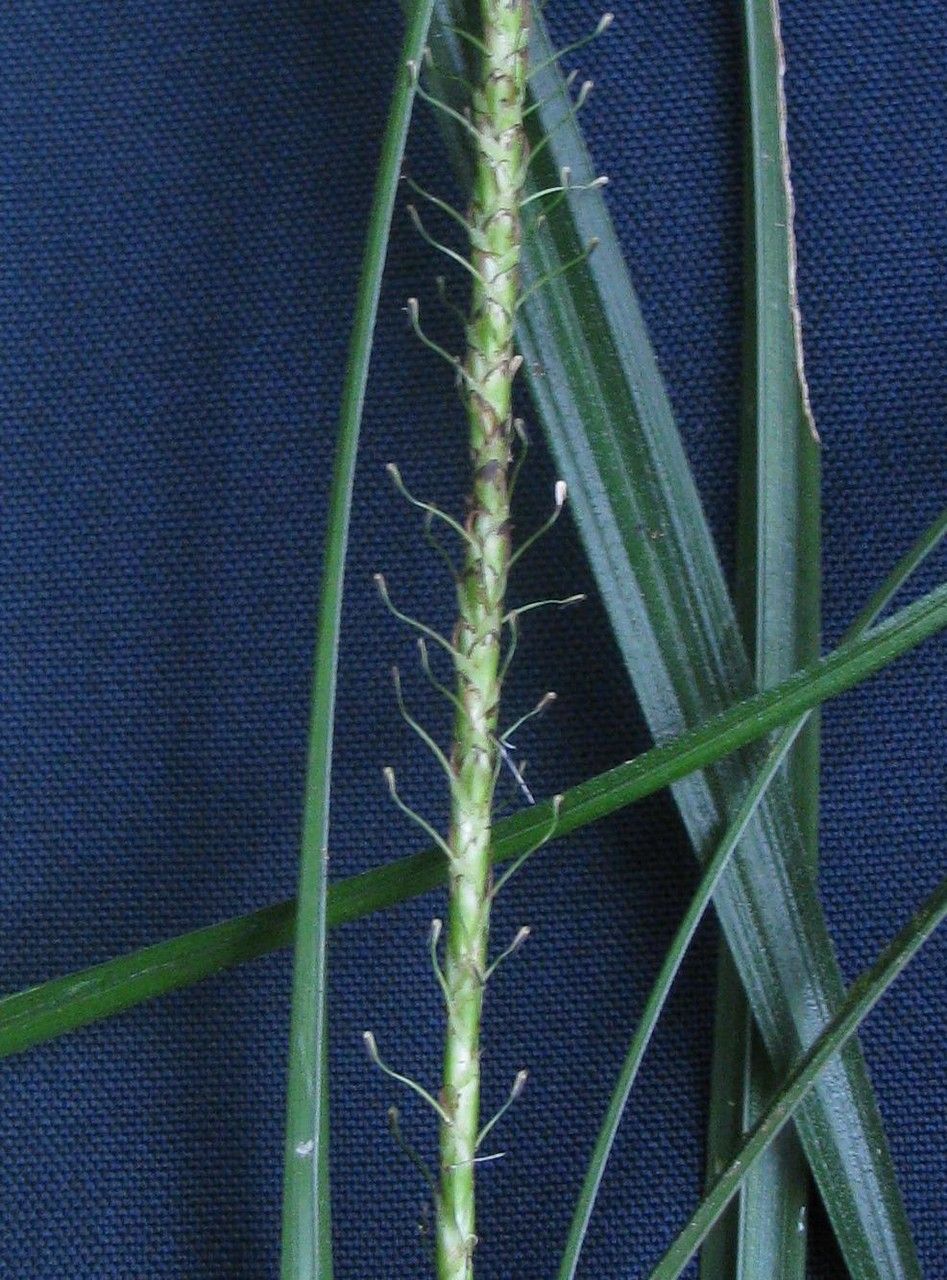 Uncinia hamata — related species from the same genus