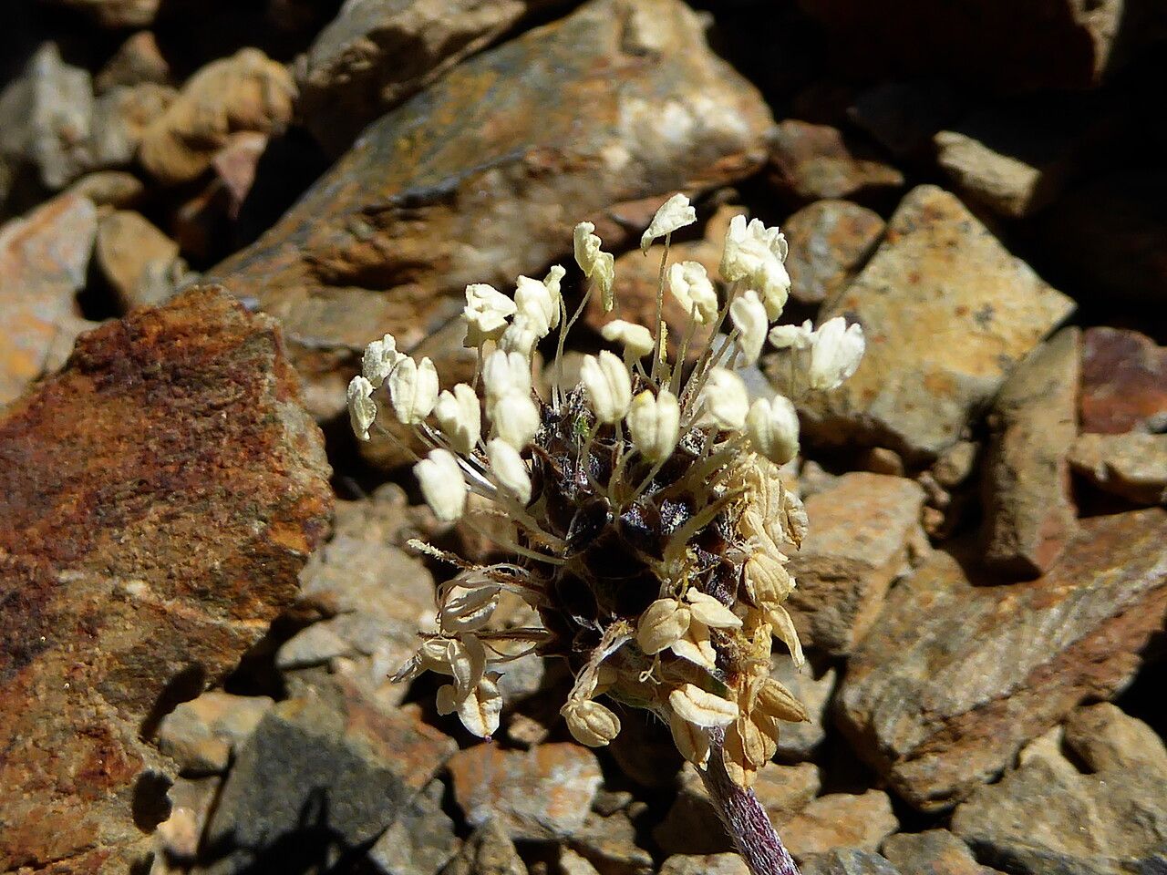 Plantago monosperma flower