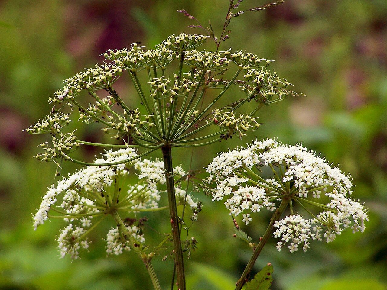 Cicuta maculata fruit