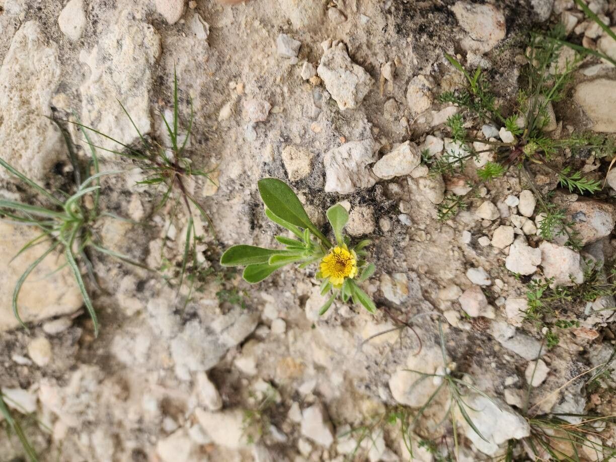 Pallenis hierichuntica other