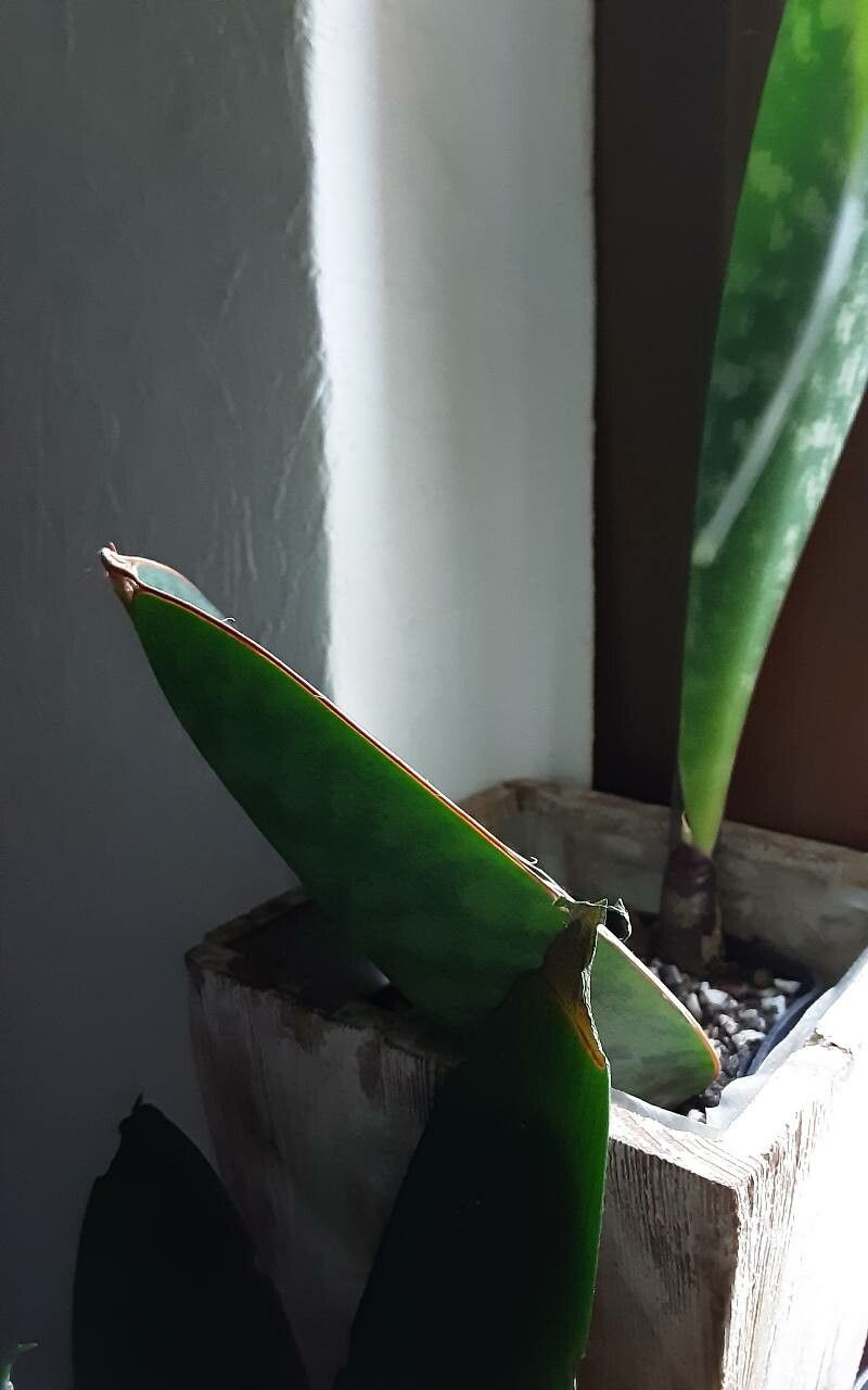 Dracaena masoniana leaf