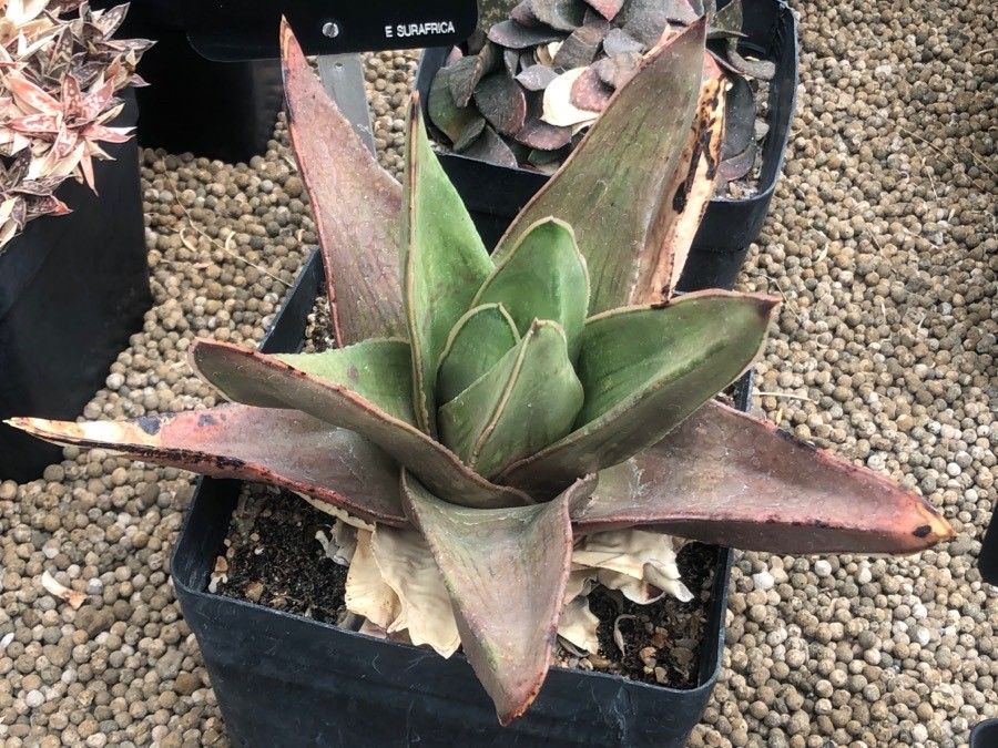 Gasteria excelsa leaf