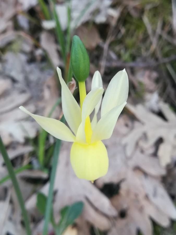 Narcissus triandrus flower