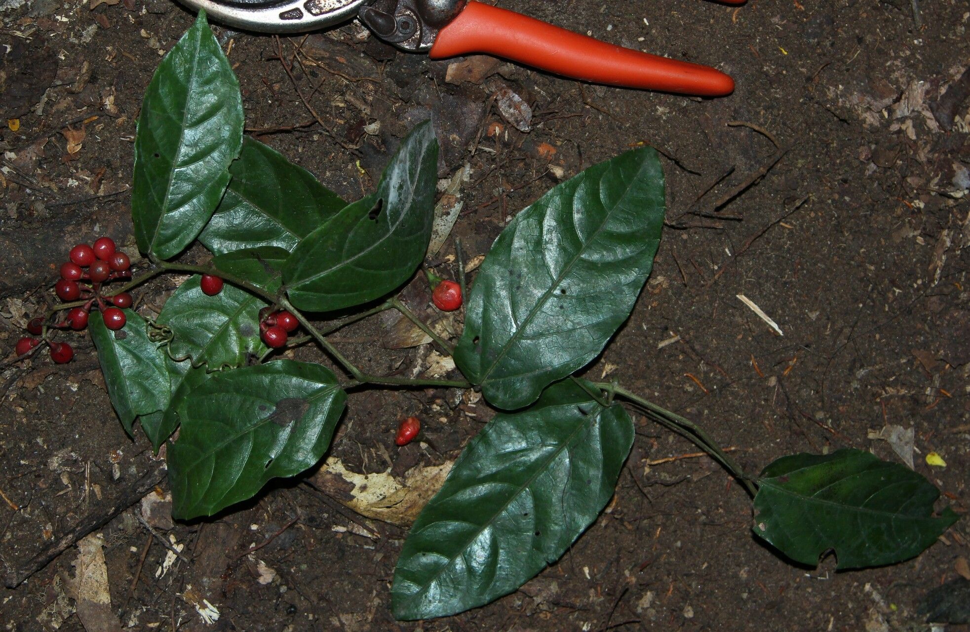 Cissus diffusiflora habit