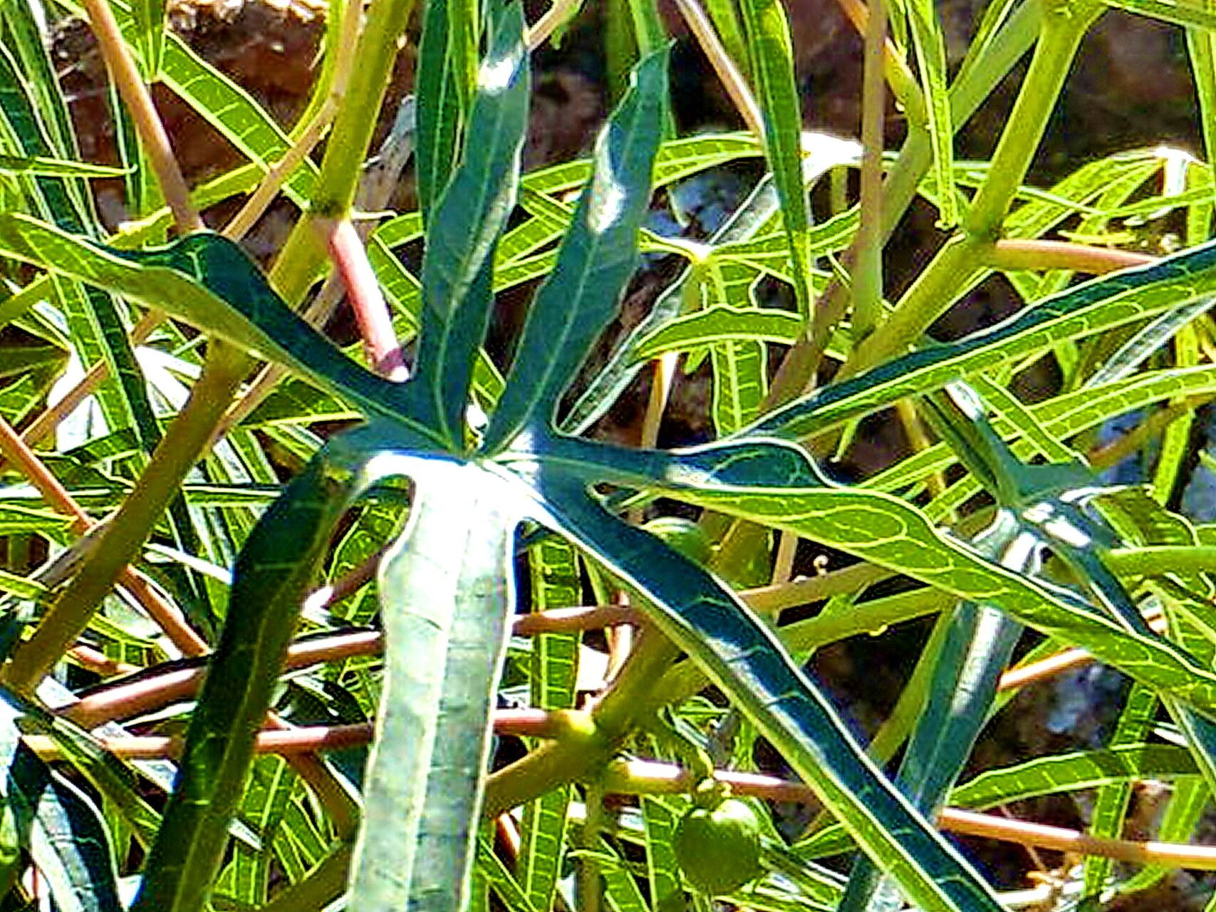 Manihot angustiloba — related species from the same genus