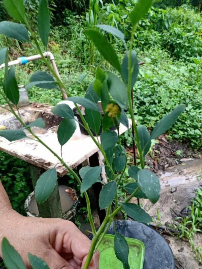 Porophyllum ruderale fruit