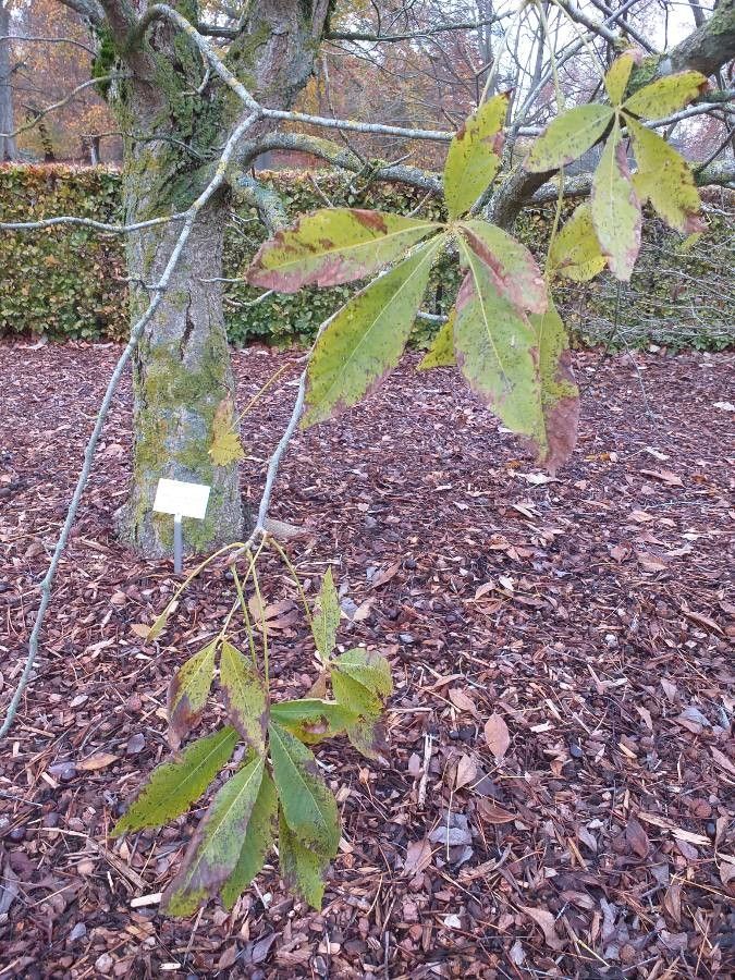 Aesculus × bushii leaf