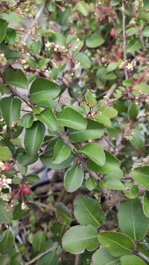 Gymnosporia putterlickioides — search result for 'Celastraceae'