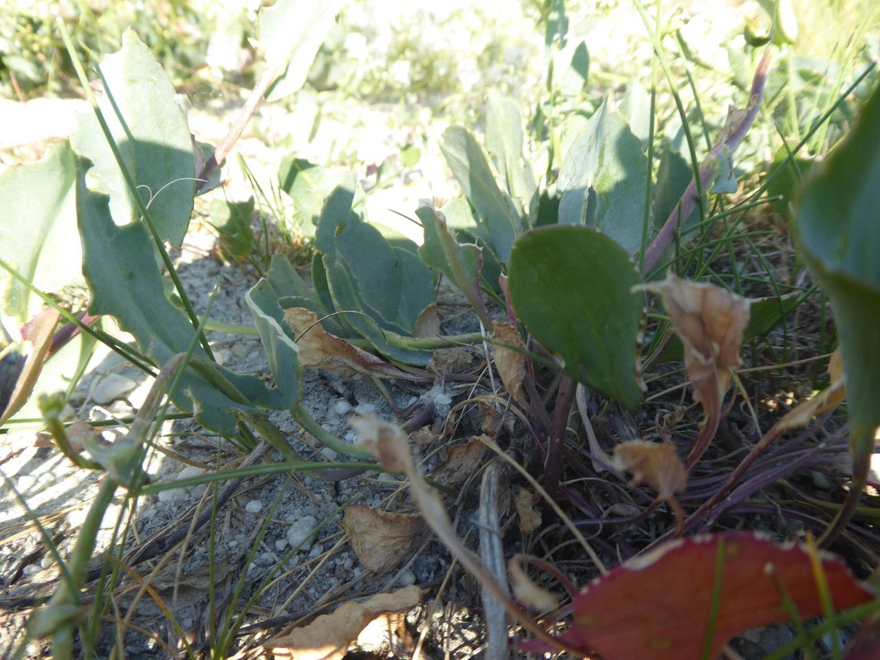 Lepidium cartilagineum — search result for 'Lepidium'