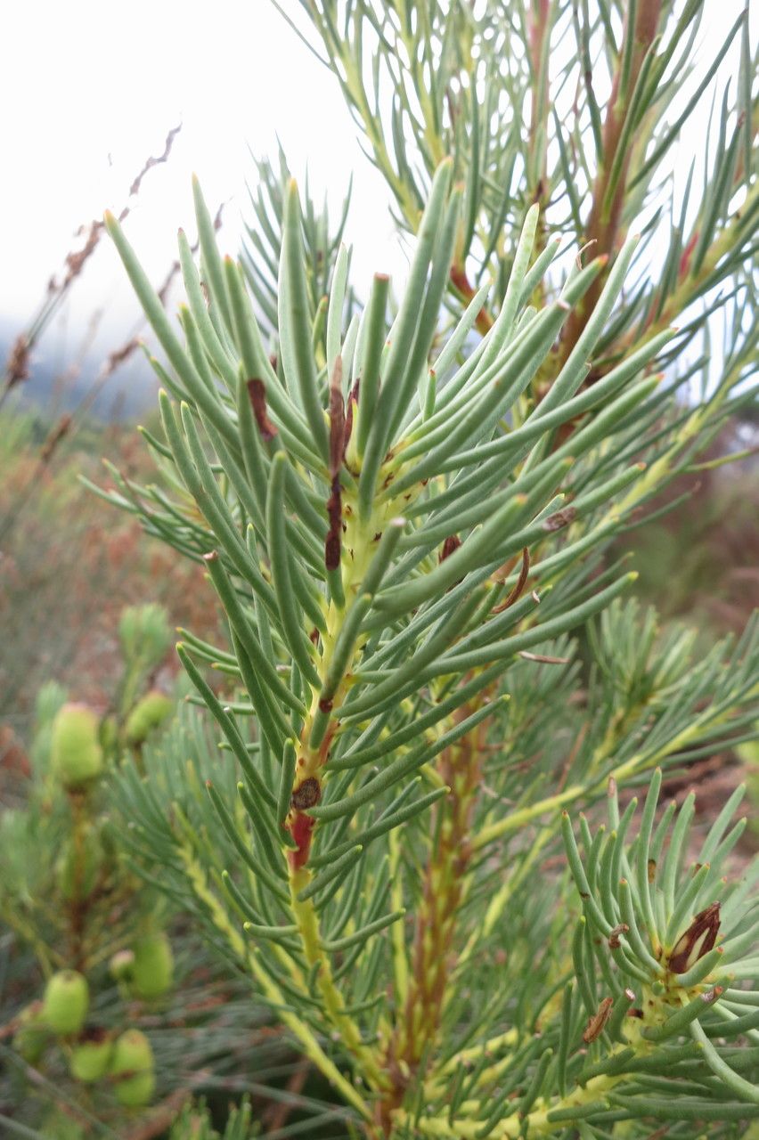 Leucadendron nobile — search result for 'Leucadendron'