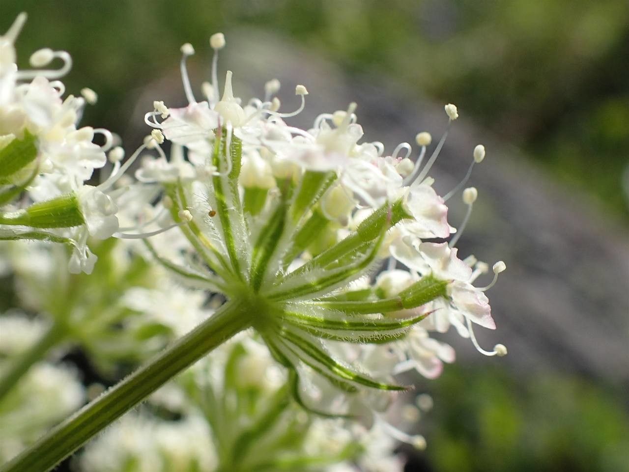 Laserpitium halleri fruit