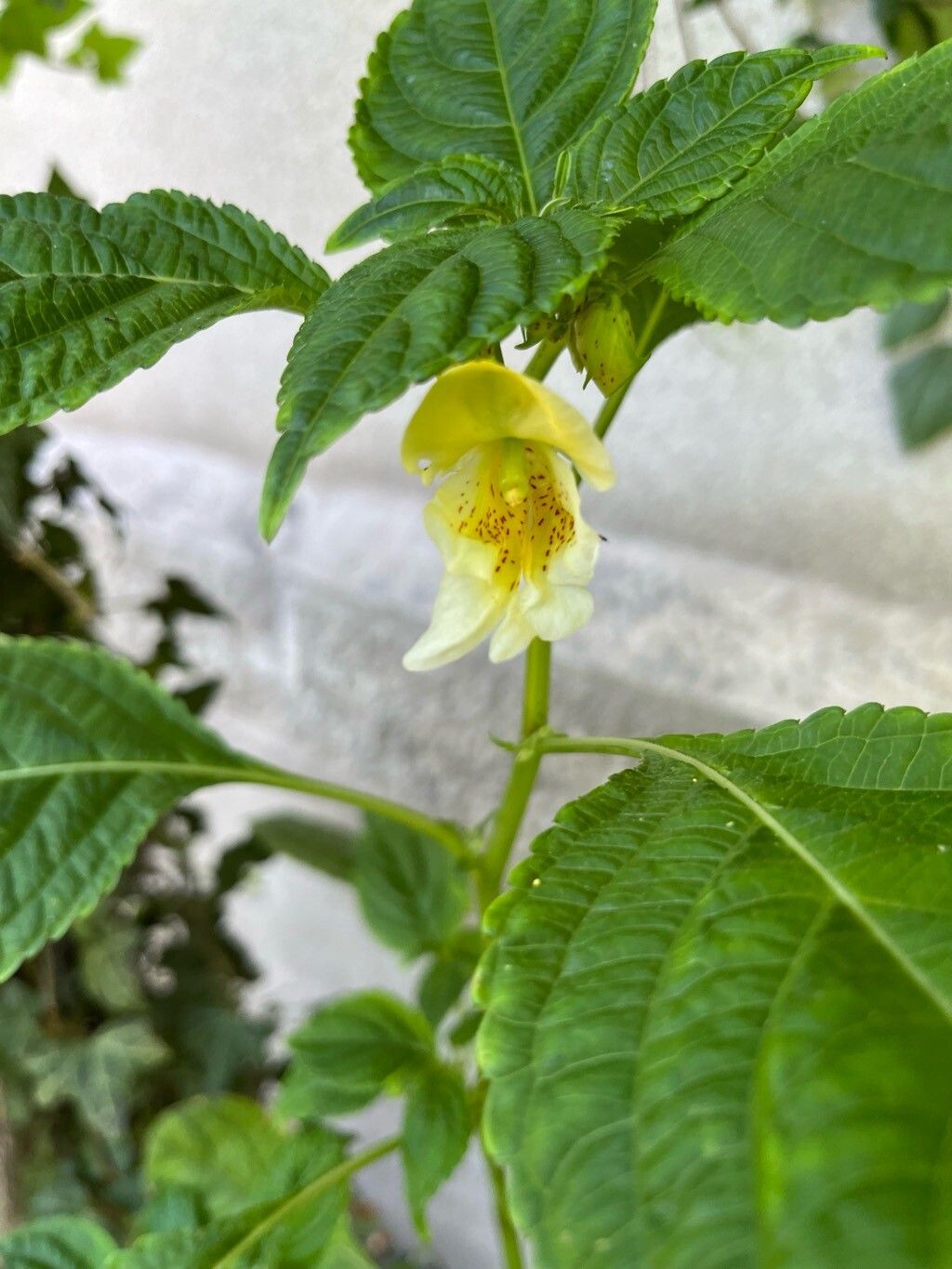 Impatiens scabrida flower