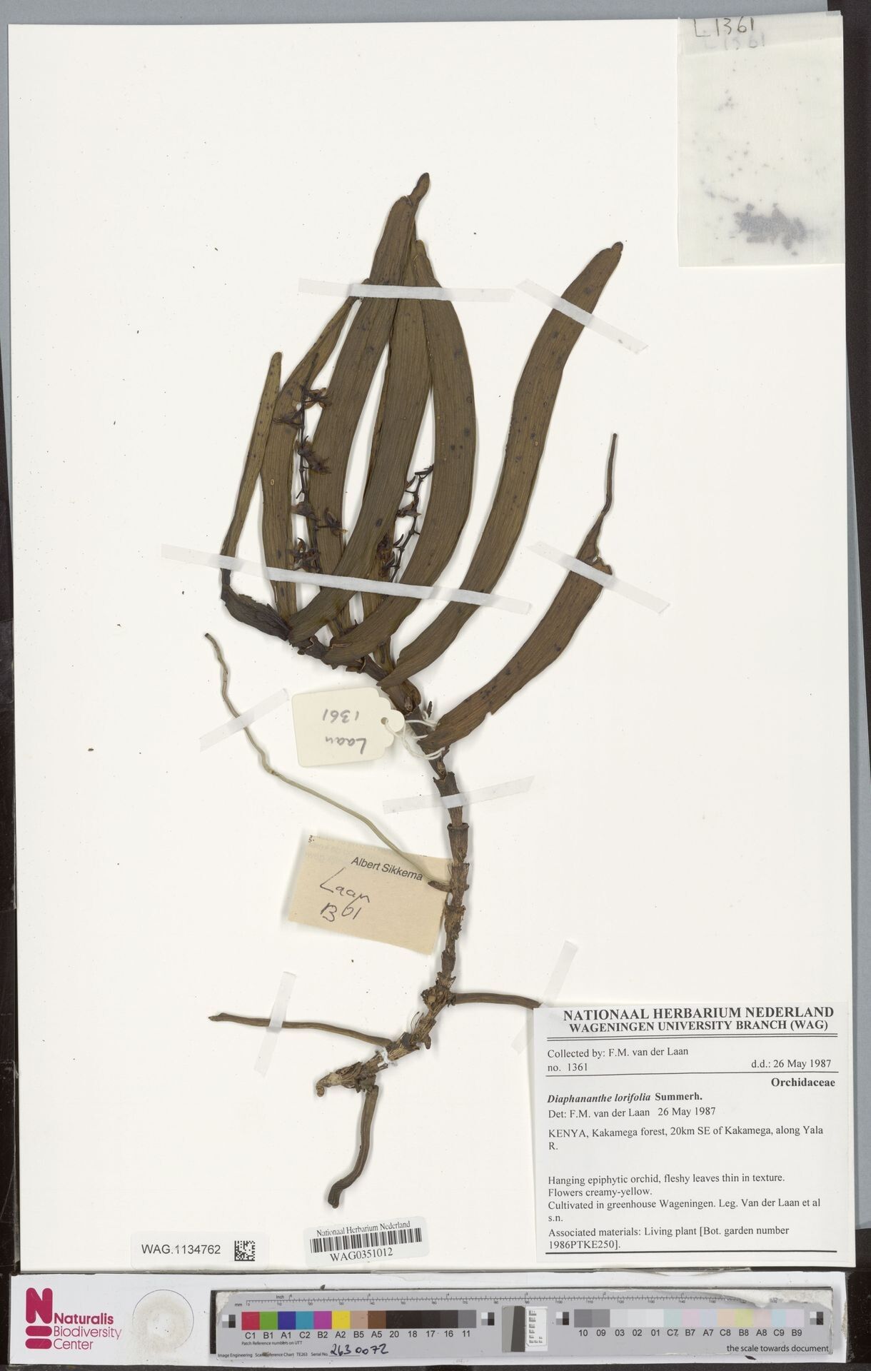 Diaphananthe lorifolia — houseplant care guide