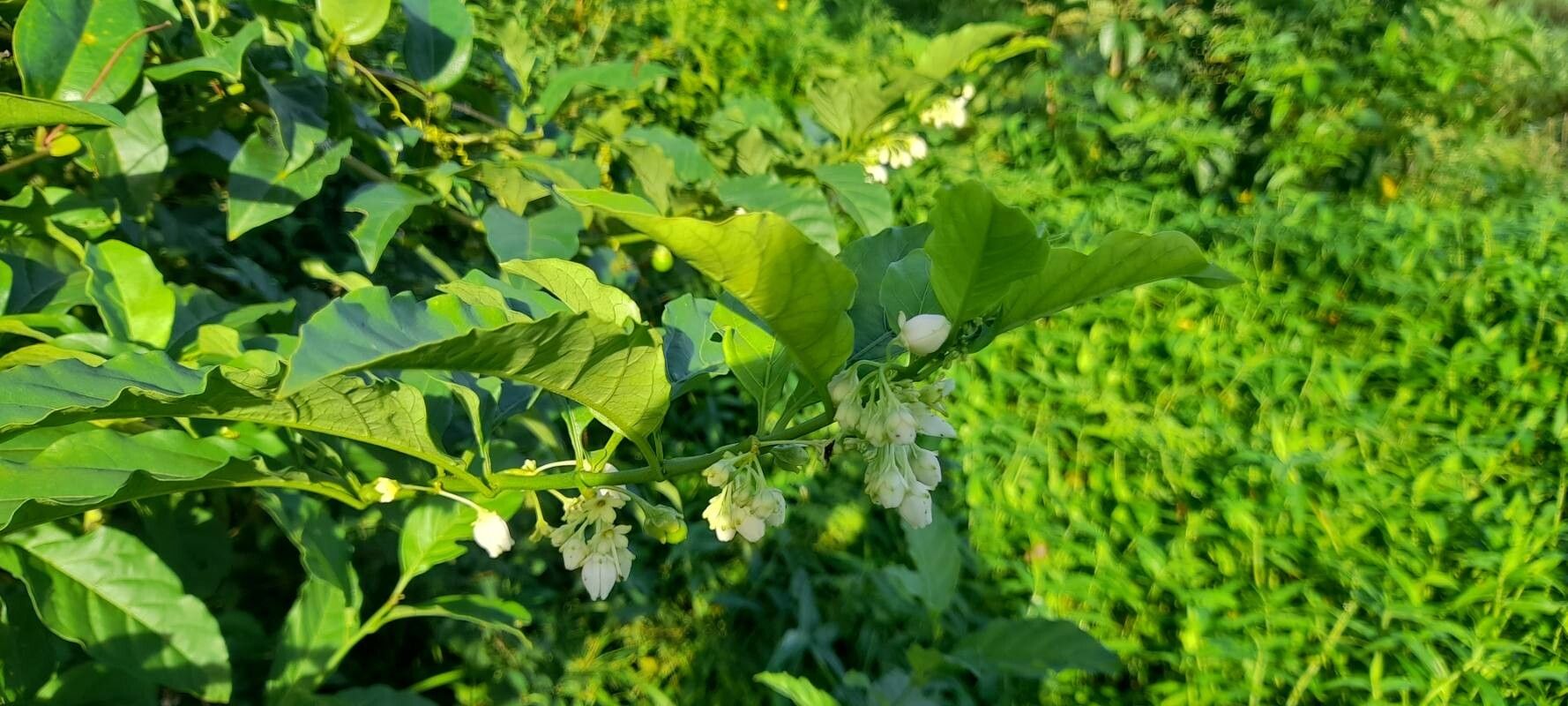 Solanum caavurana — houseplant care guide