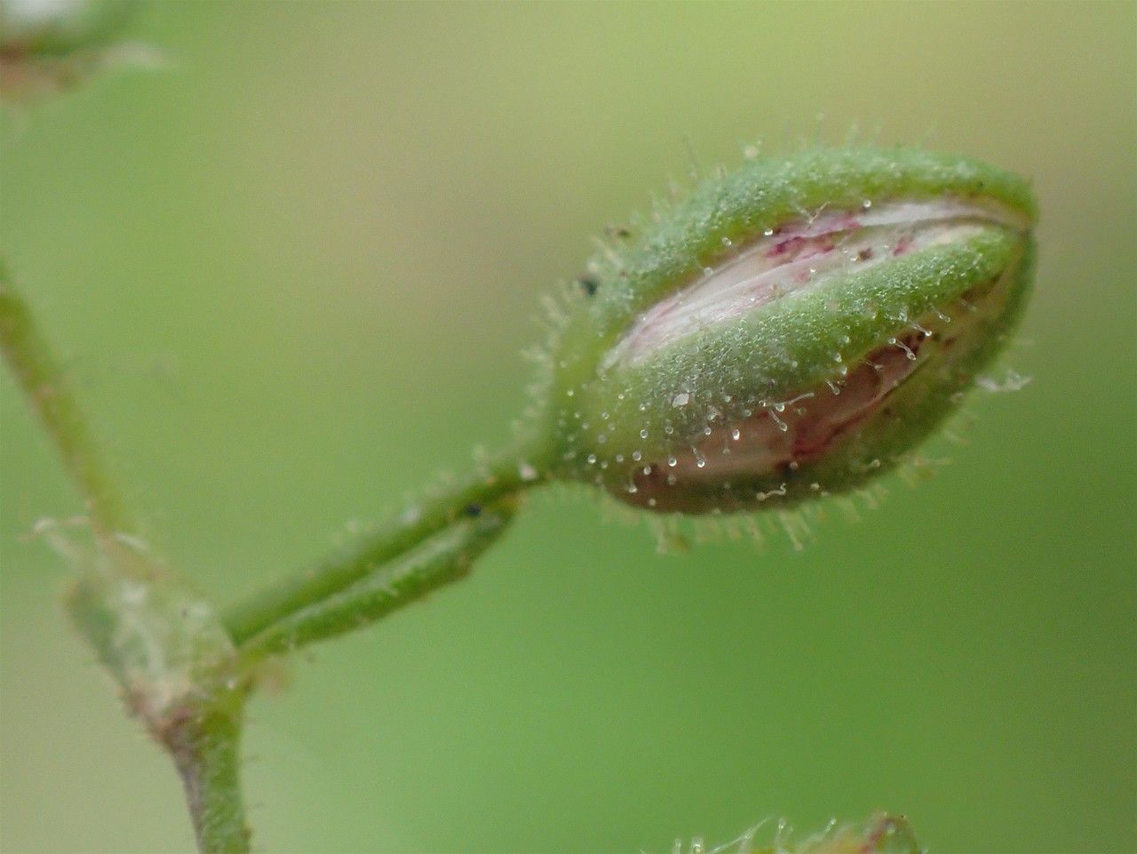 Spergularia rubra fruit