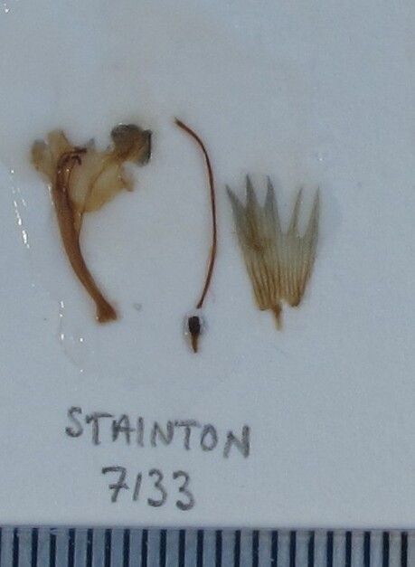 Nepeta coerulescens other