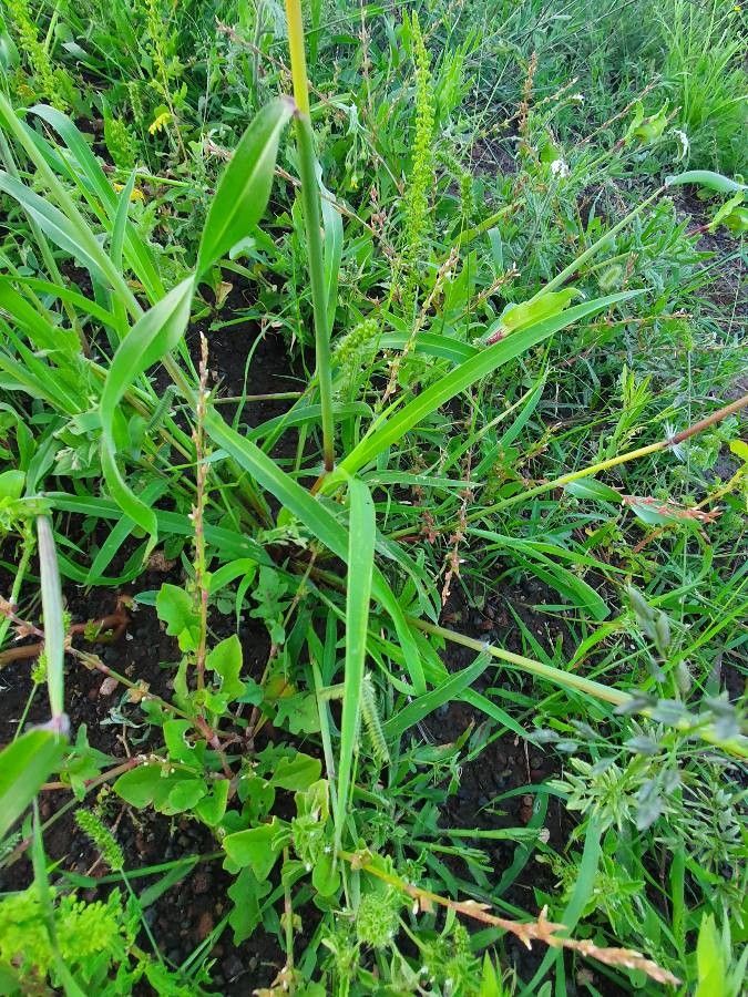 Sorghum purpureosericeum leaf