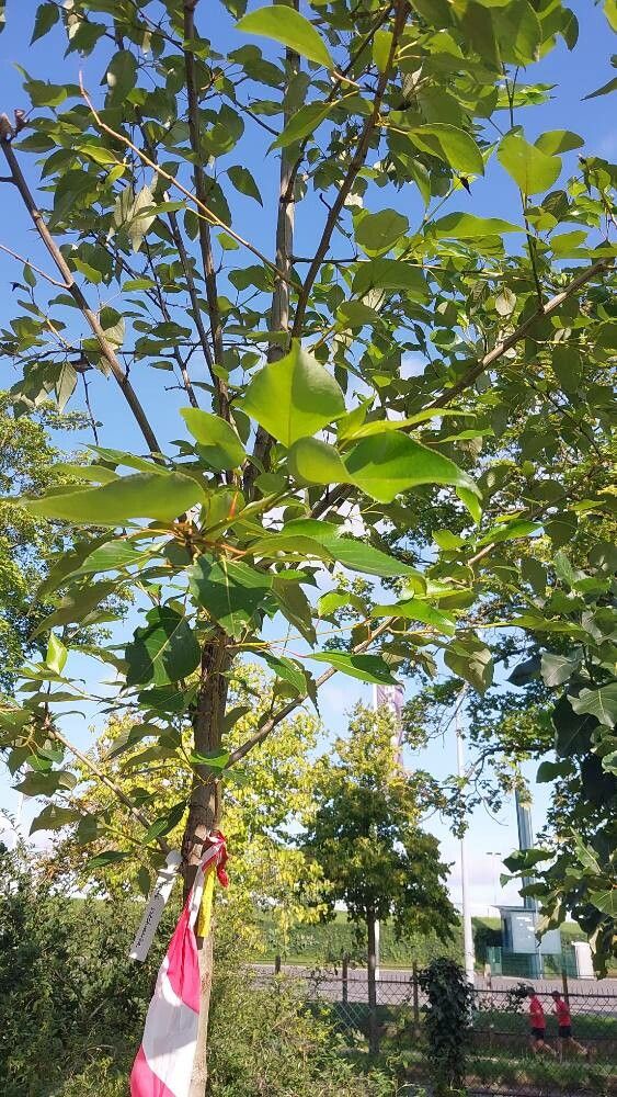 Populus szechuanica — search result for 'Populus'