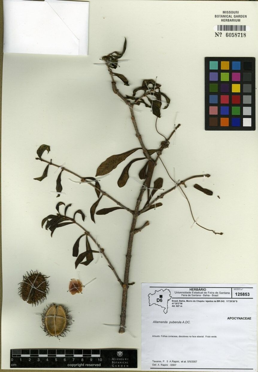 Allamanda puberula — houseplant care guide