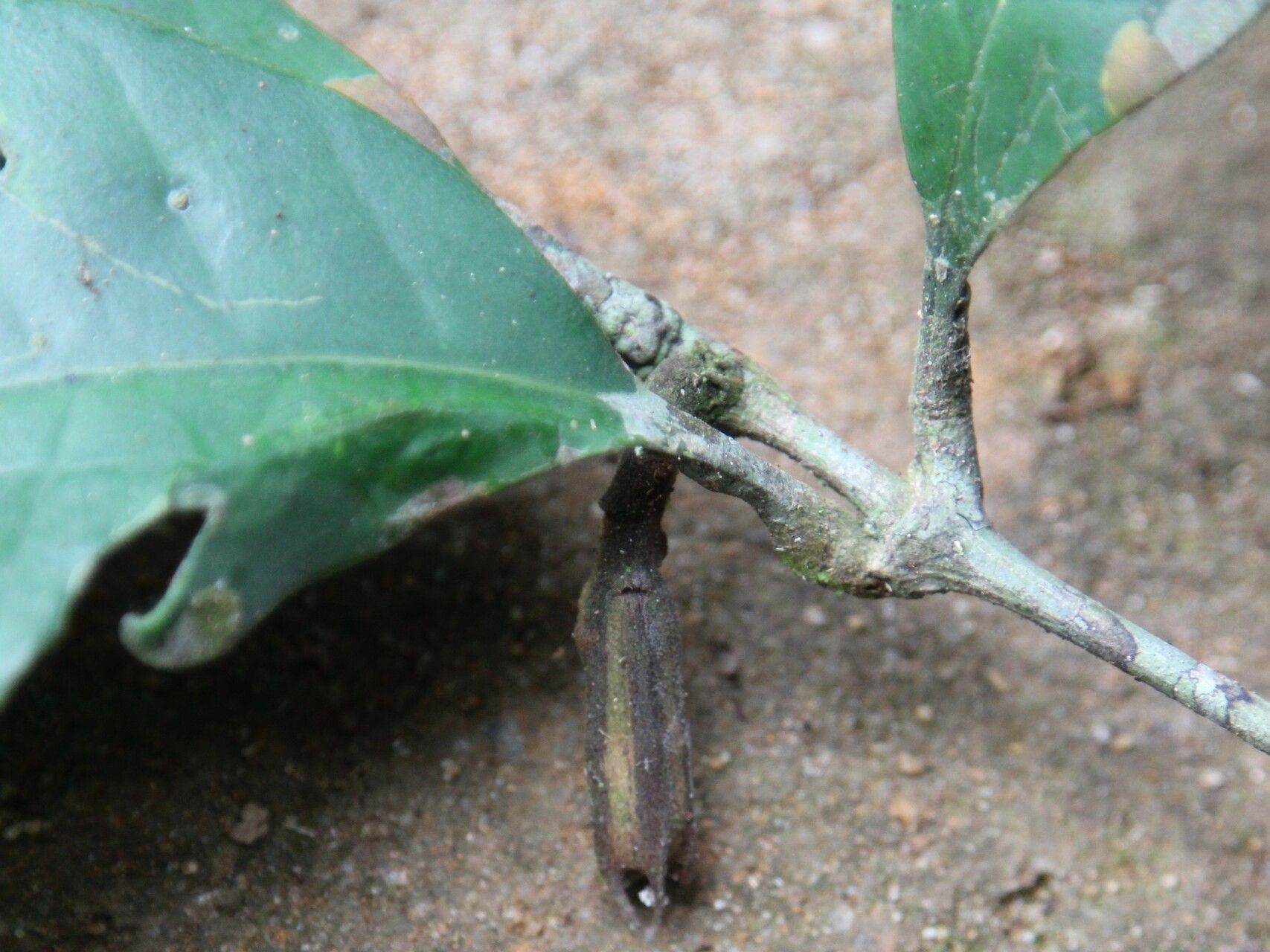 Rothmannia talbotii fruit