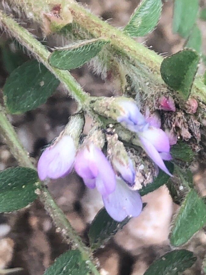 Astragalus sesameus flower