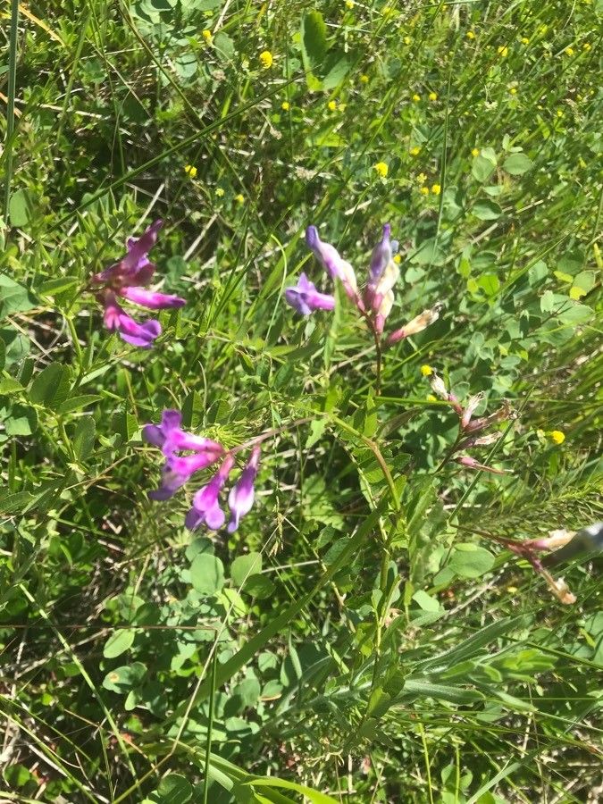 Vicia americana flower
