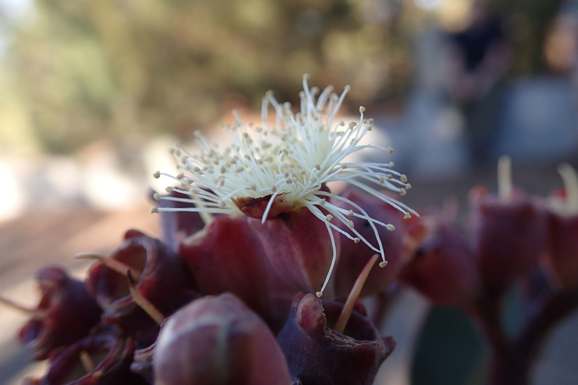 Syzygium kriegeri — houseplant care guide