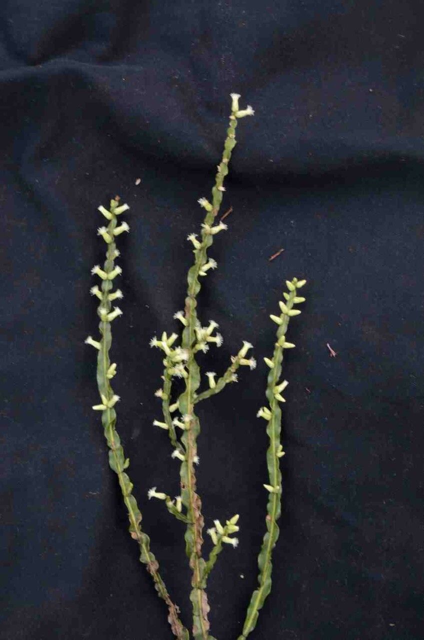 Baccharis crispa leaf